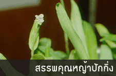 หญ้าปักกิ่ง